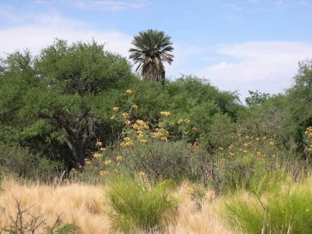 Palmeras Caranday y vegetación autóctona de la zona